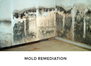 Mold Remediation